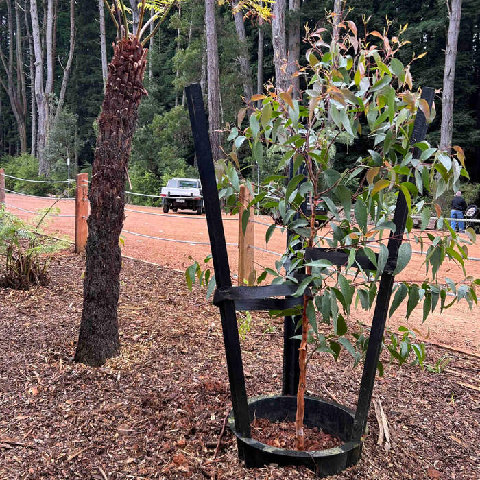 Tree Coach Stake – 1800mm