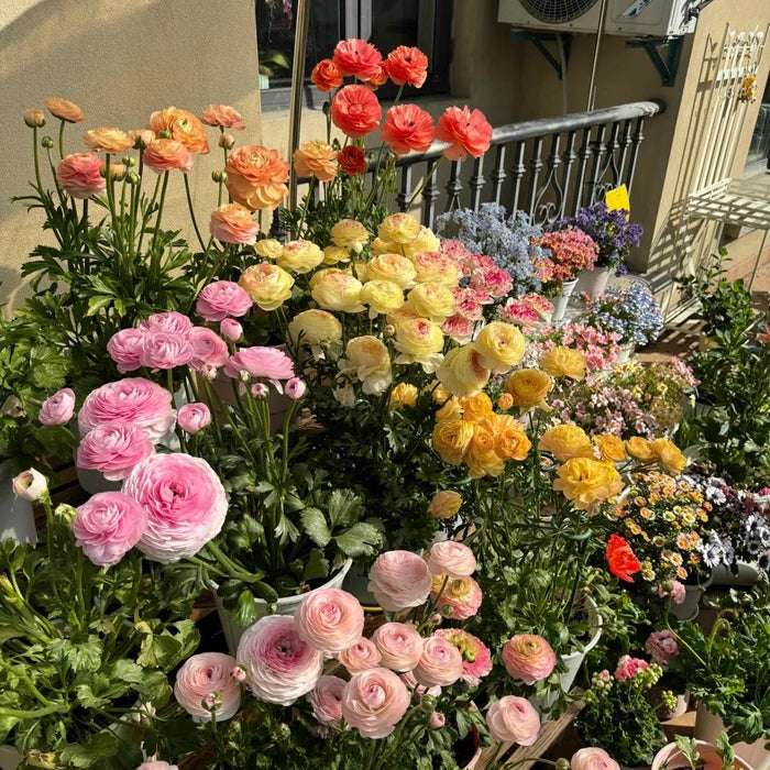 Tulikasibulad – õrnad, elegantsed, unustamatud 🌸-EE