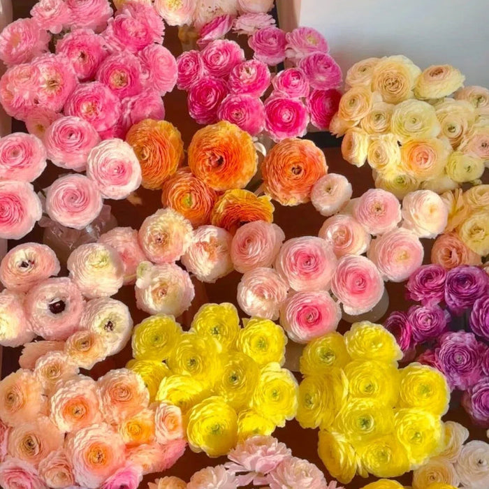 Tulikasibulad – õrnad, elegantsed, unustamatud 🌸-EE