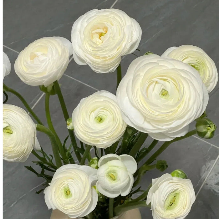 Tulikasibulad – õrnad, elegantsed, unustamatud 🌸-EE