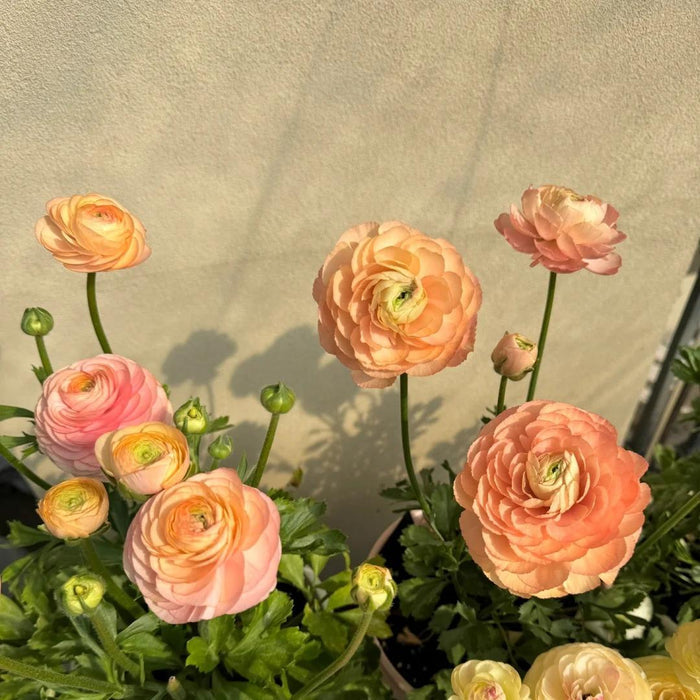 Tulikasibulad – õrnad, elegantsed, unustamatud 🌸-EE