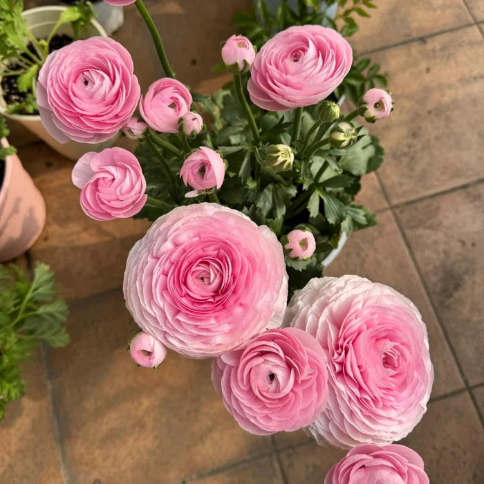 Tulikasibulad – õrnad, elegantsed, unustamatud 🌸-EE