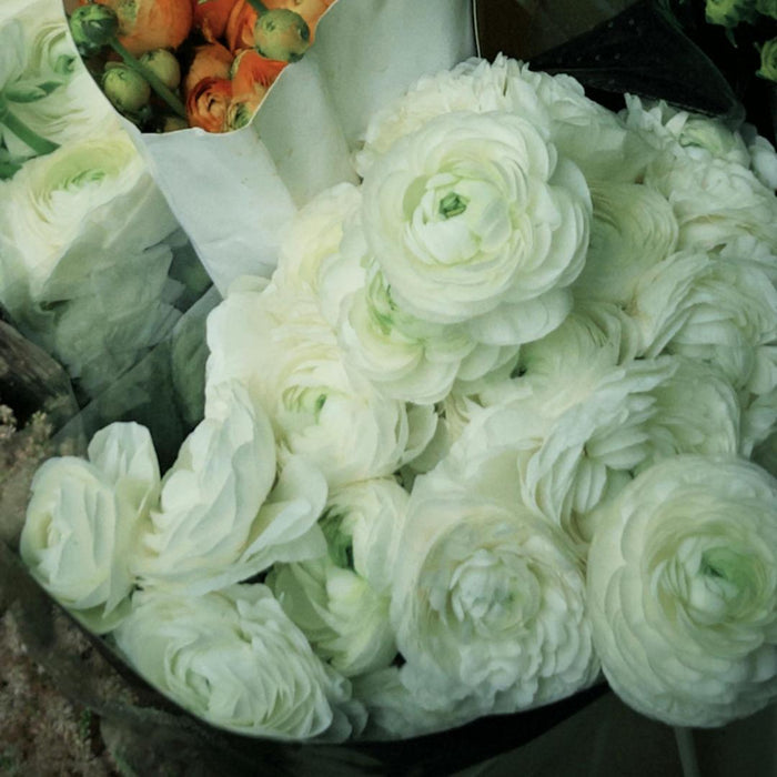 Tulikasibulad – õrnad, elegantsed, unustamatud 🌸-EE
