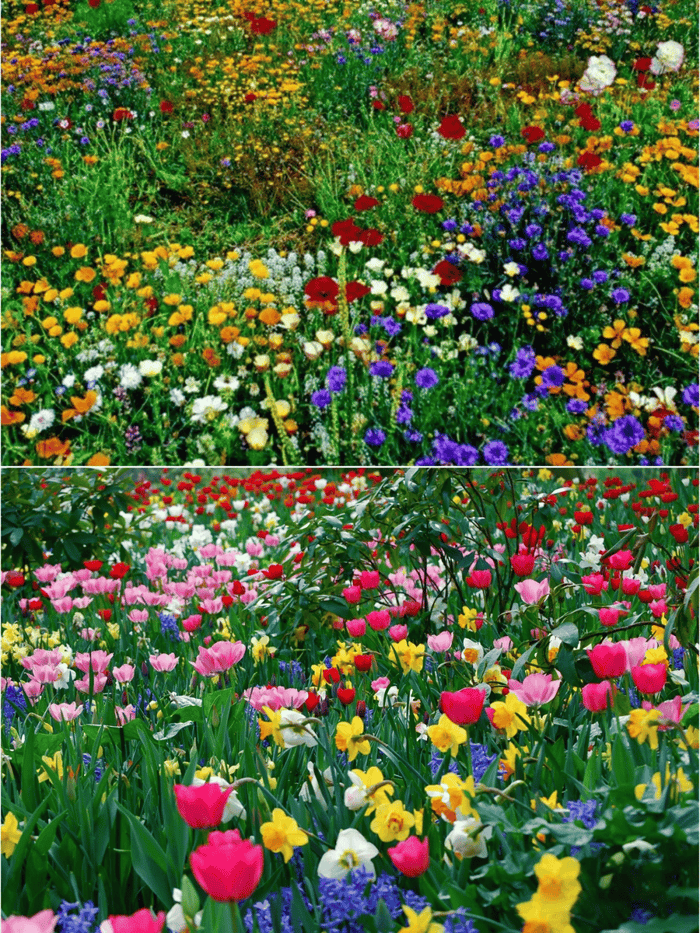 🔥Último día de venta💝 Semillas de flores perennes mixtas: más de 30 variedades diferentes.-ES