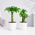 Vastu Prosperity Duo-SI