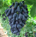 🔥 VIIMASE PÄEVA kampaania 30% SOODUSTUST 💜 Magus safiirviinamari (haruldased sõrmviinamarjad) 🍇-EE
