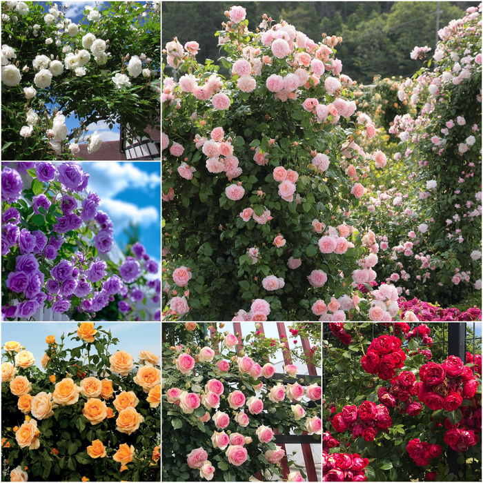 Vijoklinės rožės sėklos 🌹-LT