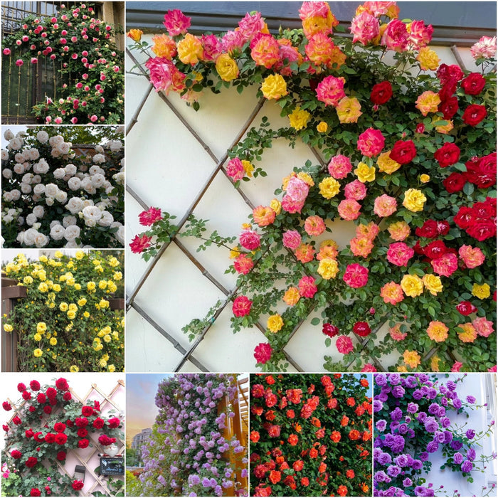 Vijoklinės rožės sėklos 🌹-LT