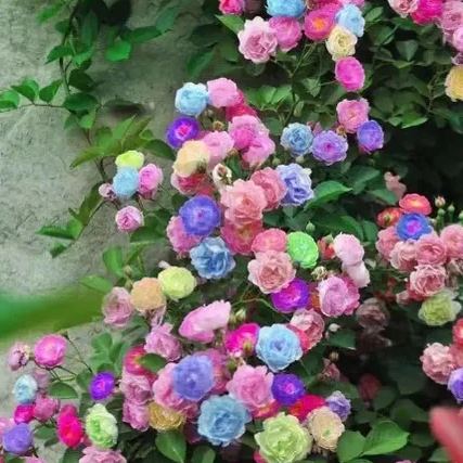Vijoklinės rožės sėklos 🌹-LT