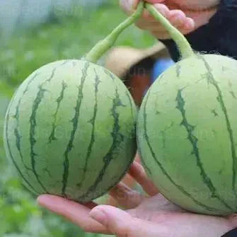 🍉Wczesnowiosenny Czerwony Jadeit – słodki arbuz, który zachwyci całą rodzinę-ES