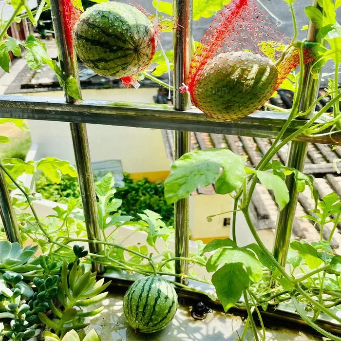 🍉Wczesnowiosenny Czerwony Jadeit – słodki arbuz, który zachwyci całą rodzinę-ES