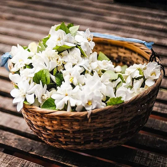 ZADNJI DAN PROMOCIJE - 49% POPUST 🌸Čudovita lončnica z jasminom (lahko se posadi pozimi)🌸-SI